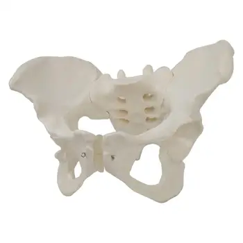 Модель женского скелета в натуральную величину ПВХ 1: дисплей в классе естествознания